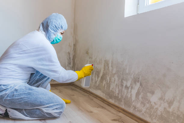 Licensed Mold Inspection And Testing service in Raleigh, NC - Car Mold Remediation